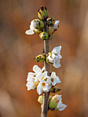 Weißer Seidelbast (Daphne mezereum f. alba)