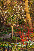 Garten mit Schneeglöckchen, Winterlingen und Japanischer Aprikose (Prunus mume)