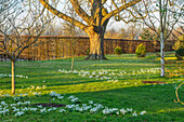 Schneeglöckchen (Galanthus) im Wintergarten unter Bäumen