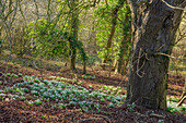Schneeglöckchen (Galanthus) im winterlichen Wald unter Bäumen
