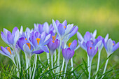 Krokusse (Crocus tommasinianus) im Frühlingsgarten