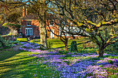 Blühende Krokusse (Crocus tommasinianus) im Obstgarten im Februar