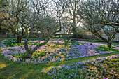 Krokusse (Crocus tommasinianus) blühen im Februar im Apfelgarten