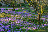 Krokuswiese (Crocus tommasinianus) im Februar unter Obstbäumen im Garten