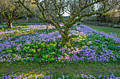 Krokuswiese (Crocus tommasinianus) im Februar unter Obstbäumen im Garten