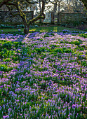 Krokuswiese (Crocus tommasinianus) im Obstgarten im Februar