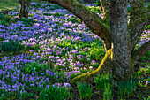 Blühende Krokusse (Crocus tommasinianus) im Garten im Februar