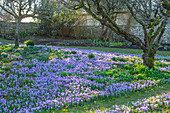 Krokuswiese (Crocus tommasinianus) im Februar unter Obstbäumen im Garten