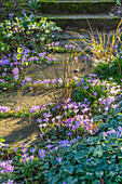 Krokusse (Crocus tommasinianus) im Februar, Naturgarten mit Trittsteinen