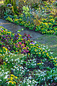 Frühlingsgarten mit Schneeglöckchen (Galanthus) und Winterlingen (Eranthis hyemalis) entlang eines schattigen Wegs
