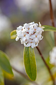 Seidelbast (Daphne bholua) mit weißen Blüten im Garten
