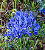 Blaue Netzblatt-Schwertlilie (Iris reticulata 'Joyce') im Februar im Garten