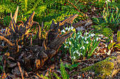 Schneeglöckchen (Galanthus 'Melanie Broughton') neben Baumstumpf im winterlichen Garten