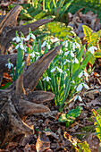 Schneeglöckchen (Galanthus 'Melanie Broughton') im Stumpery-Garten im Februar