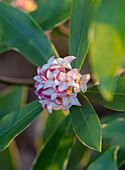 Weiße und rosa Blüten der Duft-Seidelbast (Daphne odora 'Aureomarginata') im Februar
