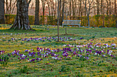 Krokusse (Crocus) im Park mit Holzbank im Februar bei Sonnenaufgang