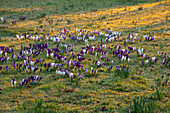 Krokuswiese bei Sonnenaufgang im Februar