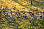 Krokusse (Crocus) im Park von Morton Hall im Februar bei Sonnenaufgang