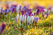 Krokusse im Morgenlicht auf einer Parkwiese im Februar