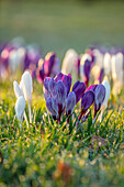 Krokusse im Parkland Meadow: 'Pickwick', 'Flower Record', 'Joan of Arc' bei Sonnenaufgang