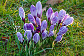 Frühlings-Krokus (Crocus vernus 'Pickwick') auf einer Wiese bei Sonnenaufgang