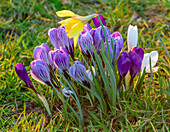 Krokusse (Crocus 'Joan of Arc', 'Flower Record' und 'Pickwick') mit Narzisse auf der Wiese