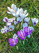 Weiße und violette Krokusse (Crocus) auf einer Wiese im Februar