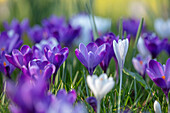 Weiße und violette Krokusse (Crocus) auf einer Wiese
