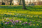 Krokusse (Crocus) in Lila und Weiß im Park von Morton Hall, Februar