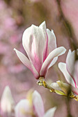 Magnolienblüte (Magnolia) in zartem Rosa und Weiß im Frühlingsgarten