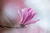 Magnolie 'Leonard Messel' in voller Blüte
