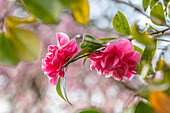 Rosafarbene Kamelienblüten (Camellia) im Frühlingsgarten