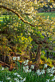 Frühlingsgarten mit weißblühender Zierkirsche und Narzissen