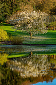 Magnolie (Magnolia x soulangeana 'Alba Superba') reflektiert im Teich
