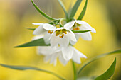 Kleine Kaiserkrone (Fritillaria bucharica) im Frühling