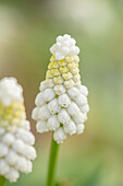 Weiße Traubenhyazinthe (Muscari armeniacum) "Siberian Tiger" in Blüte