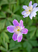 Anemone nemorosa 'Westwell Pink' im frühlingshaften Garten