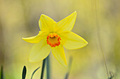 Narzisse (Narcissus) 'Bath's Flame' mit gelben Blüten im Frühling