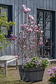 Magnolie unterpflanzt mit Gänsekresse 'Rosabella'