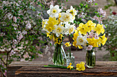 Narzisse, Forsythie, Kirschblüte 