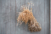 Dried air garlic