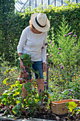 Frau erntet Rote Bete 'Tondo di Chioggia' 