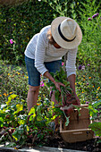 Frau erntet Rote Bete 'Tondo di Chioggia' 