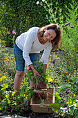 Frau erntet Rote Bete 'Tondo di Chioggia' 