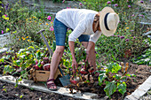 Frau erntet Rote Bete 'Tondo di Chioggia' 