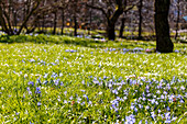 Frühlingswiese mit blühenden Sternhyazinthen (Chionodoxa) und moosbedeckten Bäumen