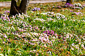Bunte Primeln (Primula) blühend auf Frühlingswiese entlang eines Spazierwegs