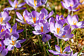 Elfen-Krokusse (Crocus tommasinianus) auf Frühlingswiese