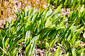 Wild garlic (Allium ursinum) in a sunny forest clearing with moss