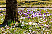 Elfen-Krokusse (Crocus tommasinianus) blühend auf Frühlingswiese am Spazierweg